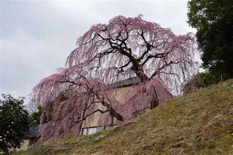 子孫樹|三春滝桜